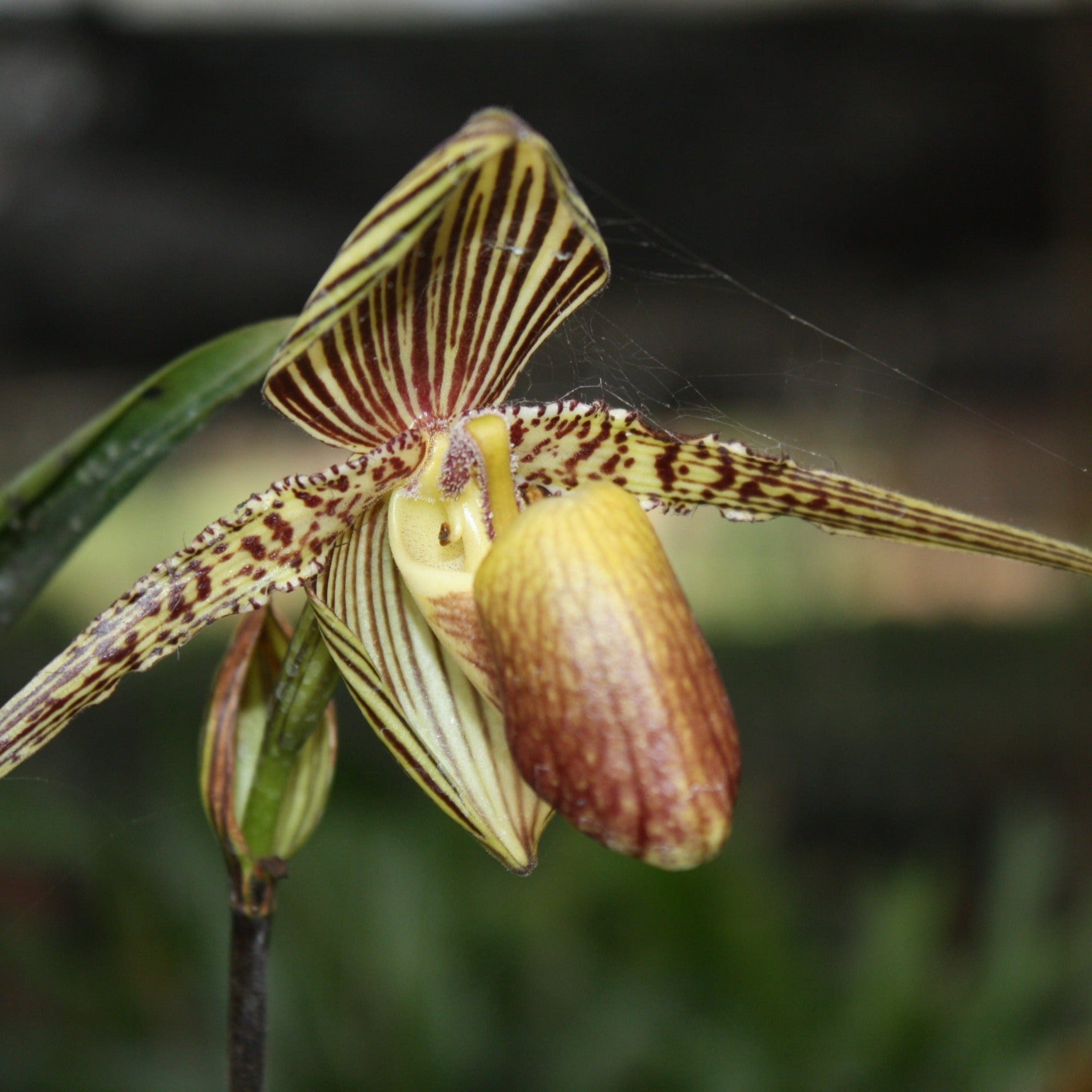 Paphiopedilum rothschildianum - PotPlantPetal