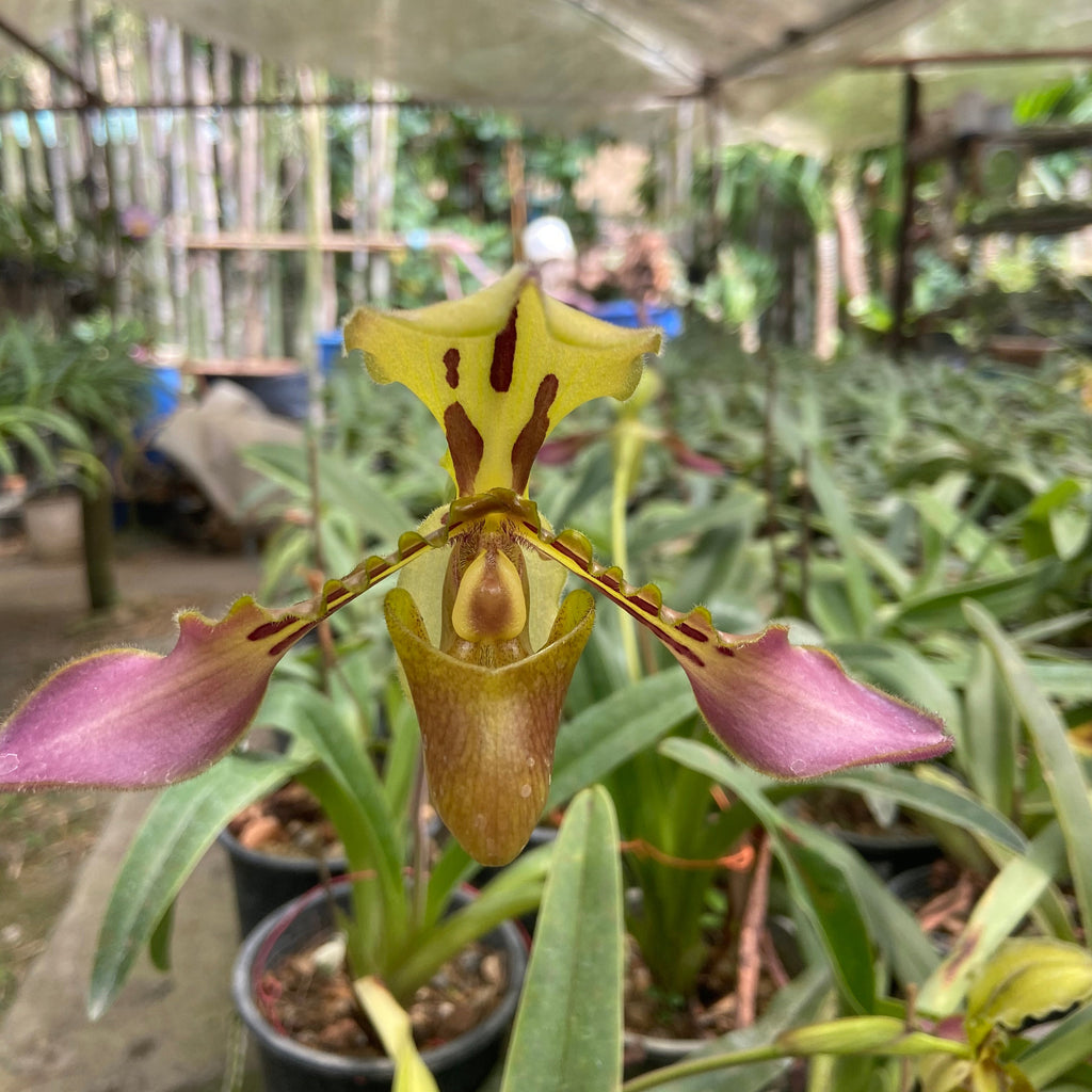 Paphiopedilum tigrinum - PotPlantPetal