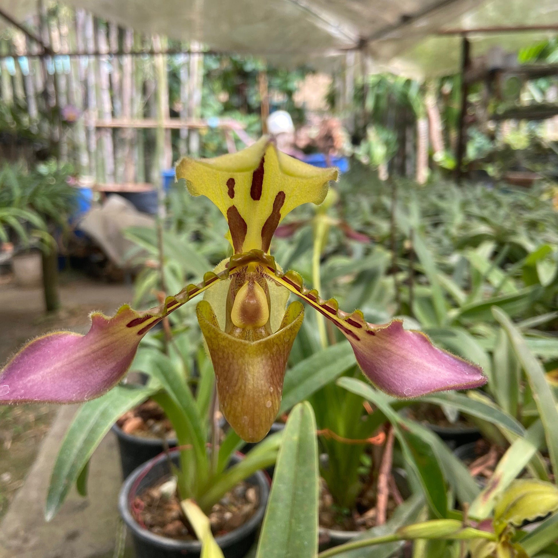 Paphiopedilum tigrinum - PotPlantPetal