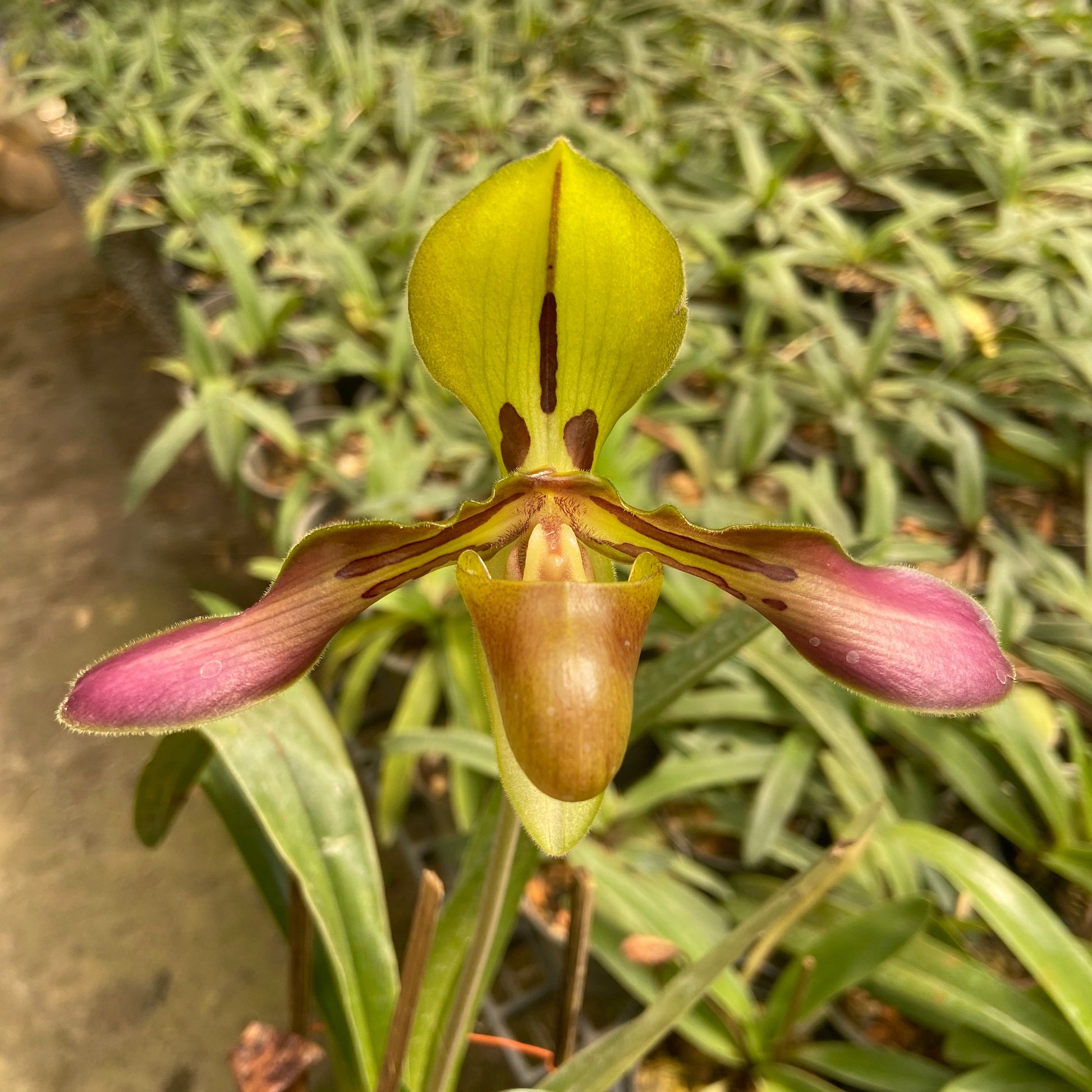 Paphiopedilum tigrinum - PotPlantPetal