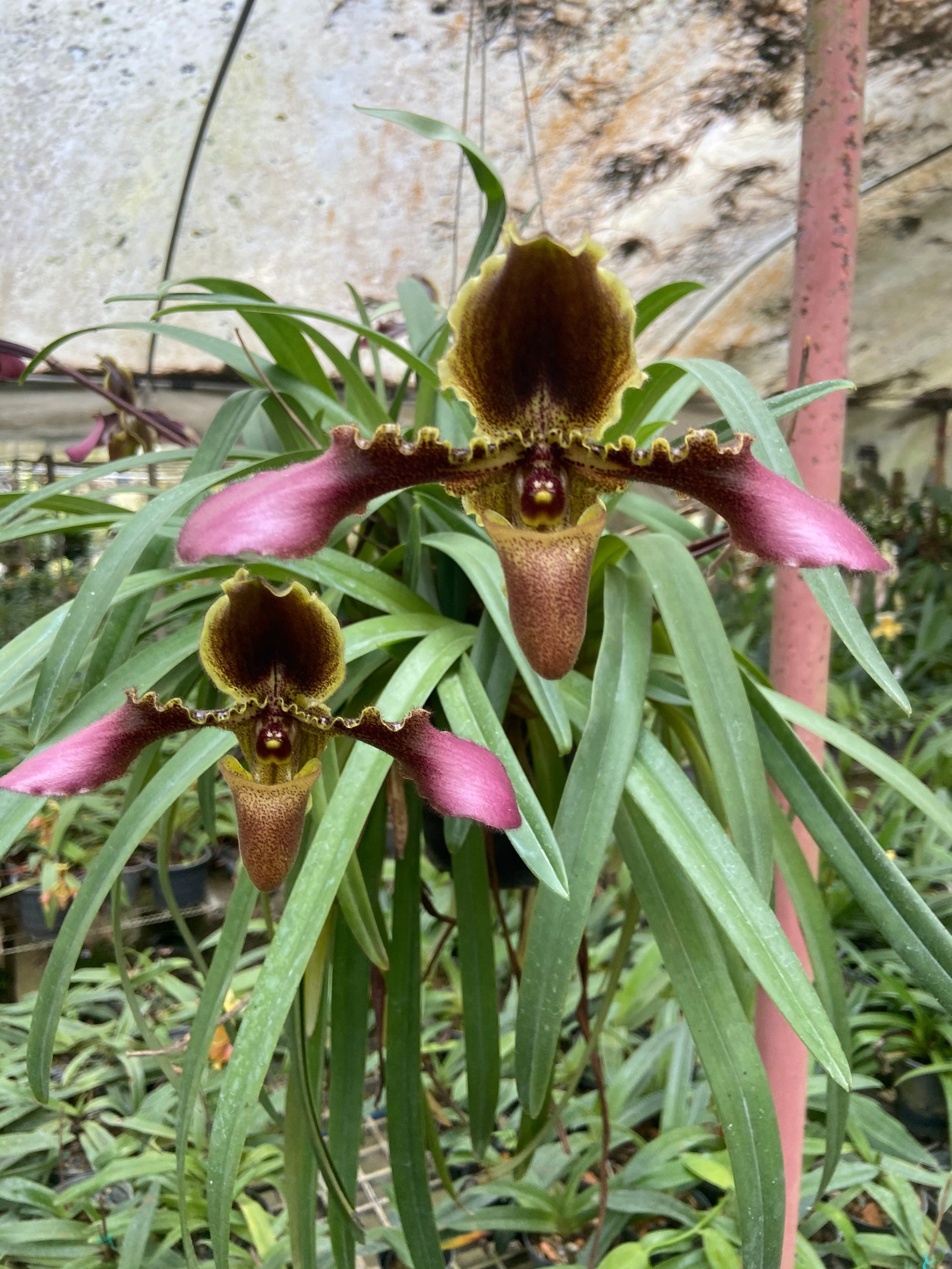 Paphiopedilum hirsutissimum - PotPlantPetal