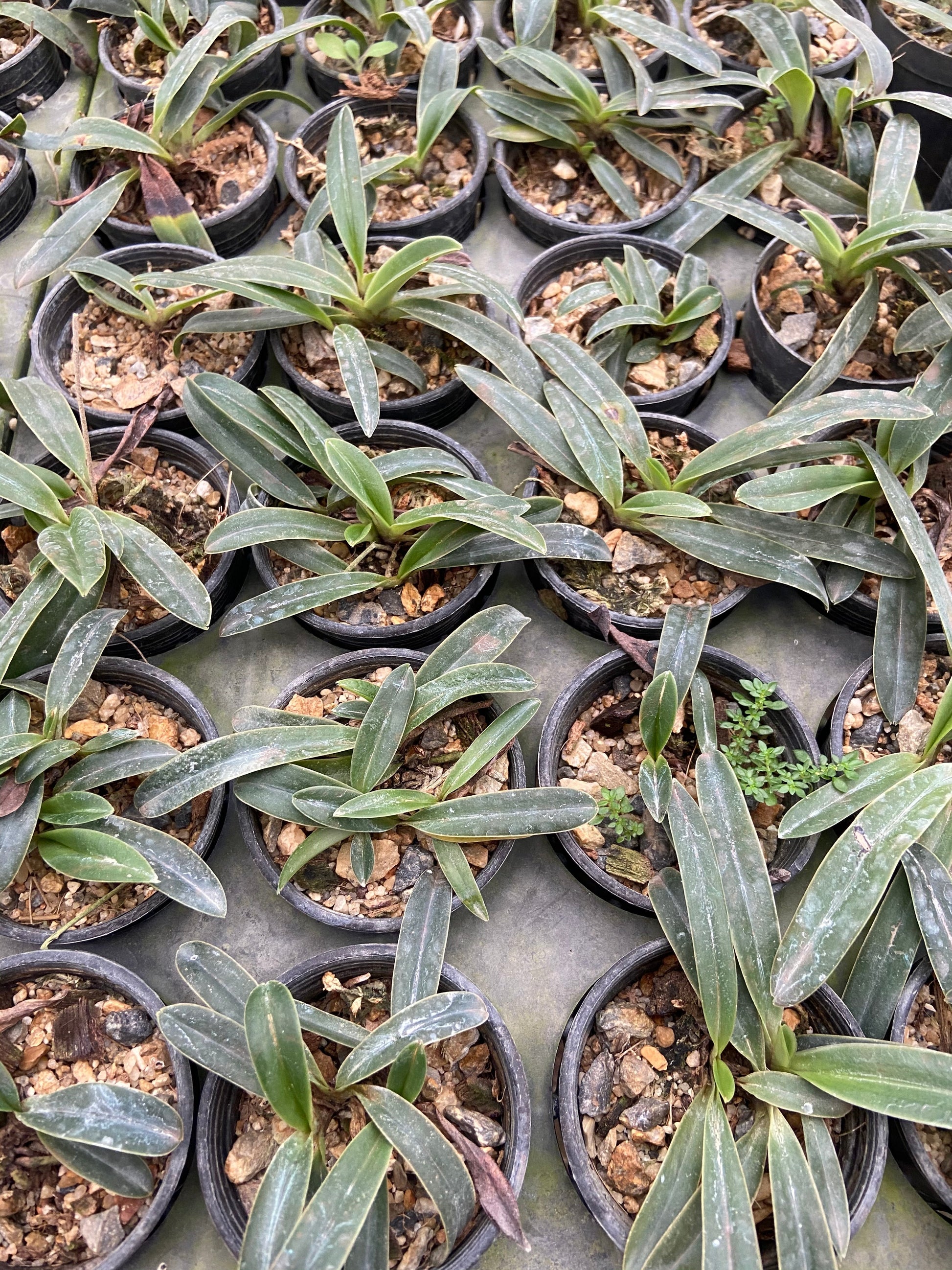 Paphiopedilum henryanum - PotPlantPetal