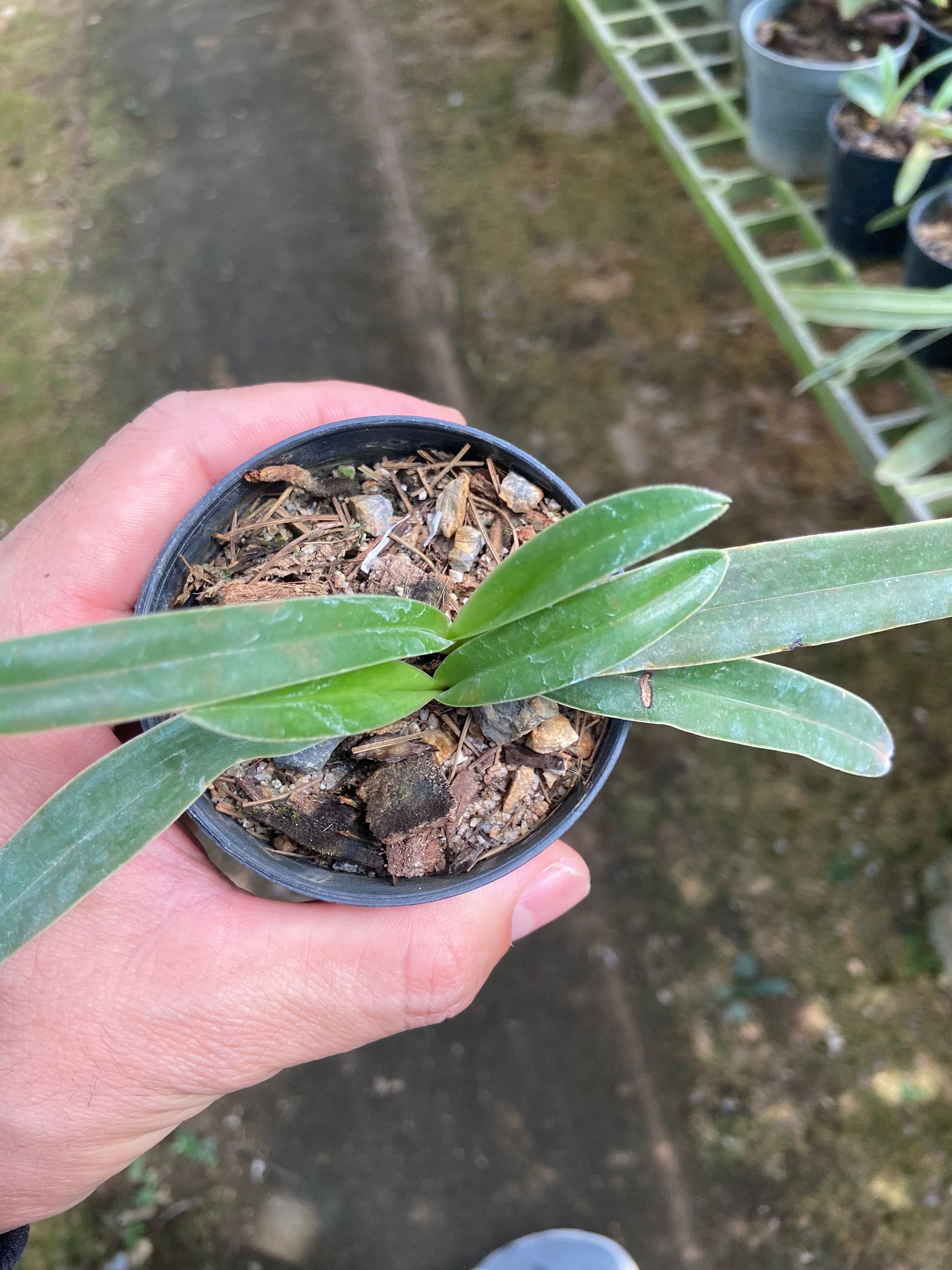 Paphiopedilum hirsutissimum - PotPlantPetal