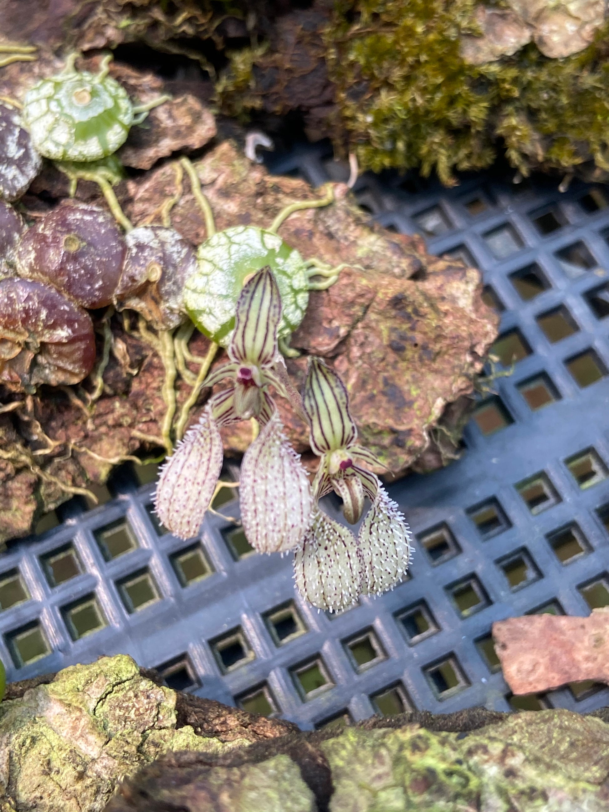Bulbophyllum polliculosum - PotPlantPetal