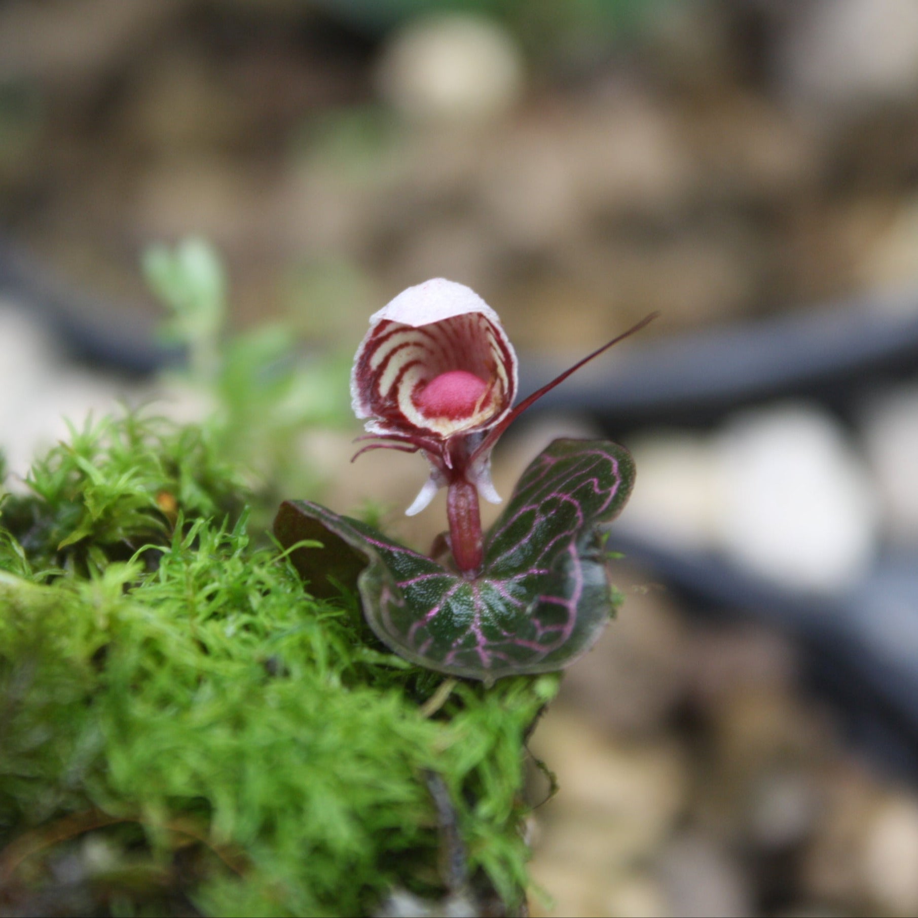 Corybas ecarinatus (Helmet Orchid) 5 Plant/tuber - PotPlantPetal