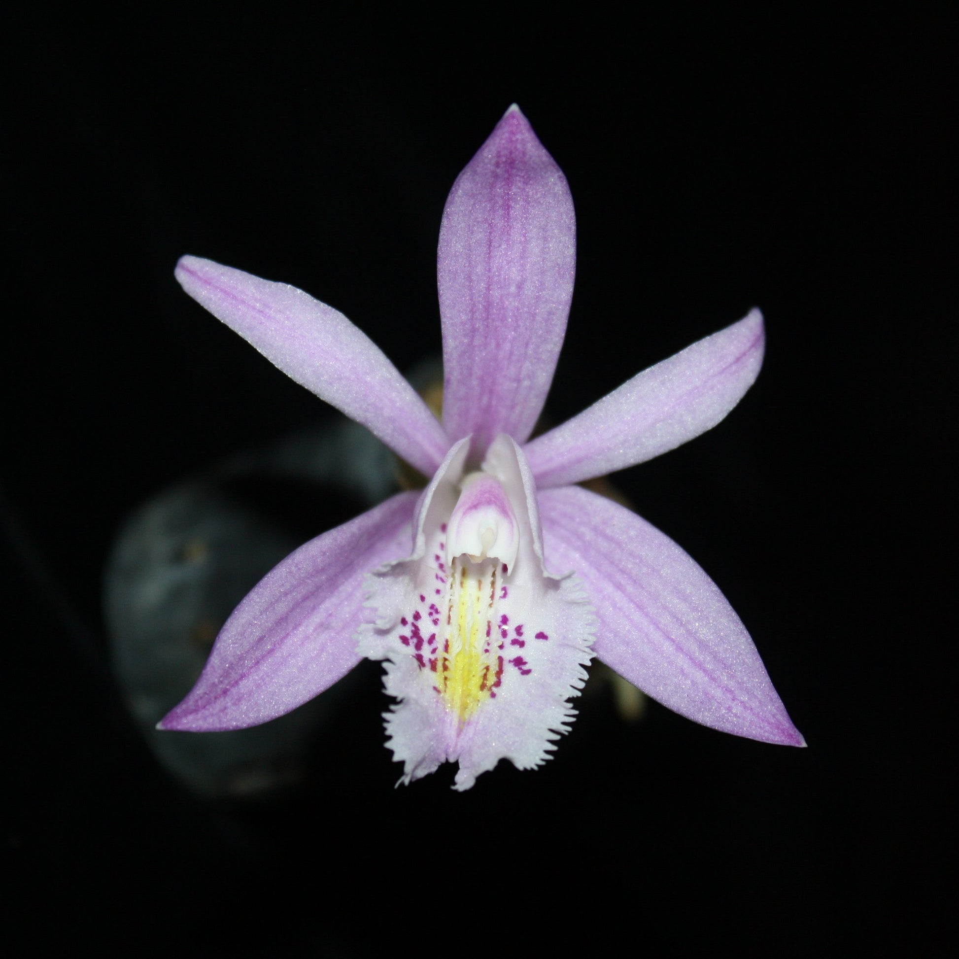 Pleione praecox
