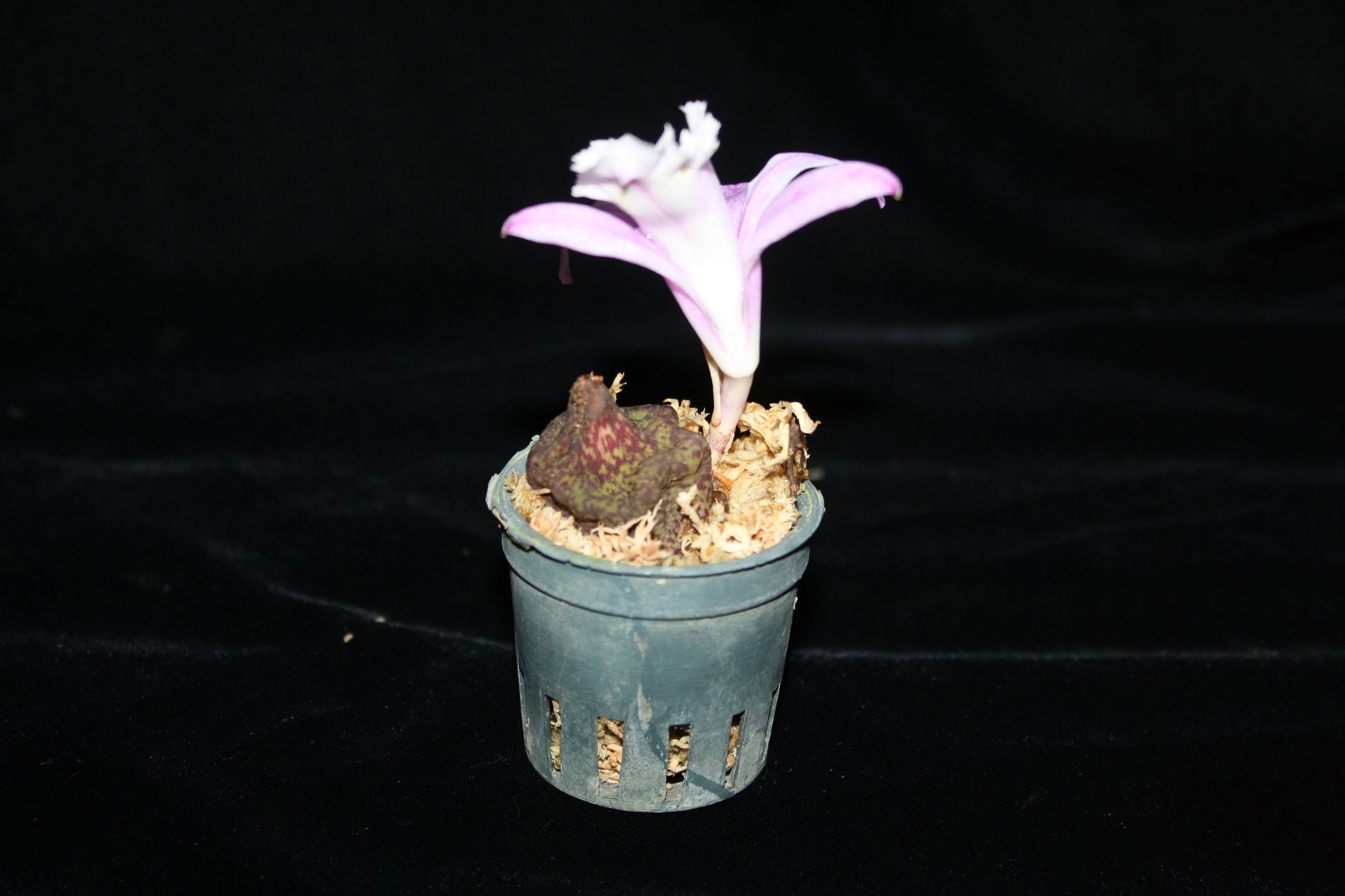 Pleione praecox