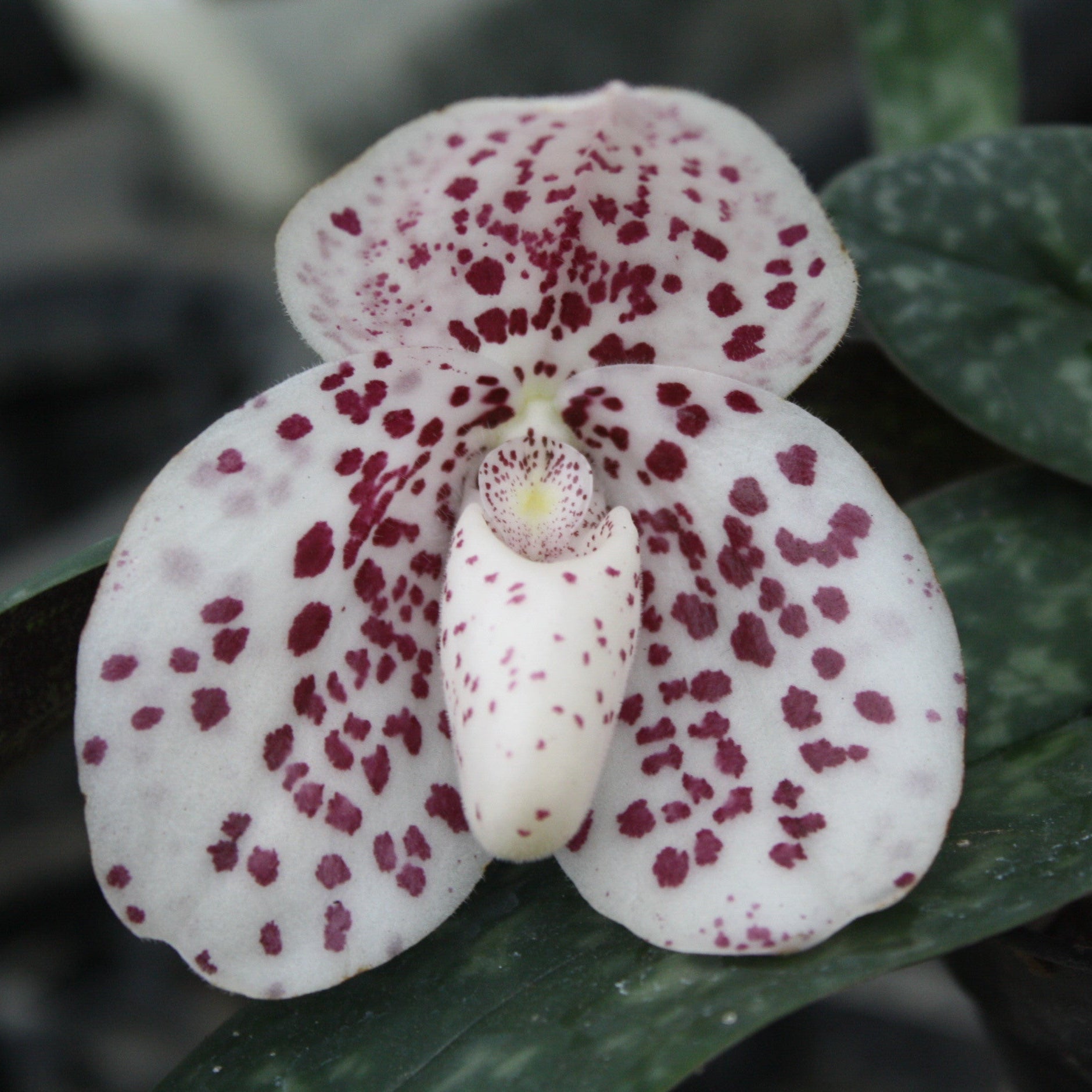 Paphiopedilum bellatulum (Pink)