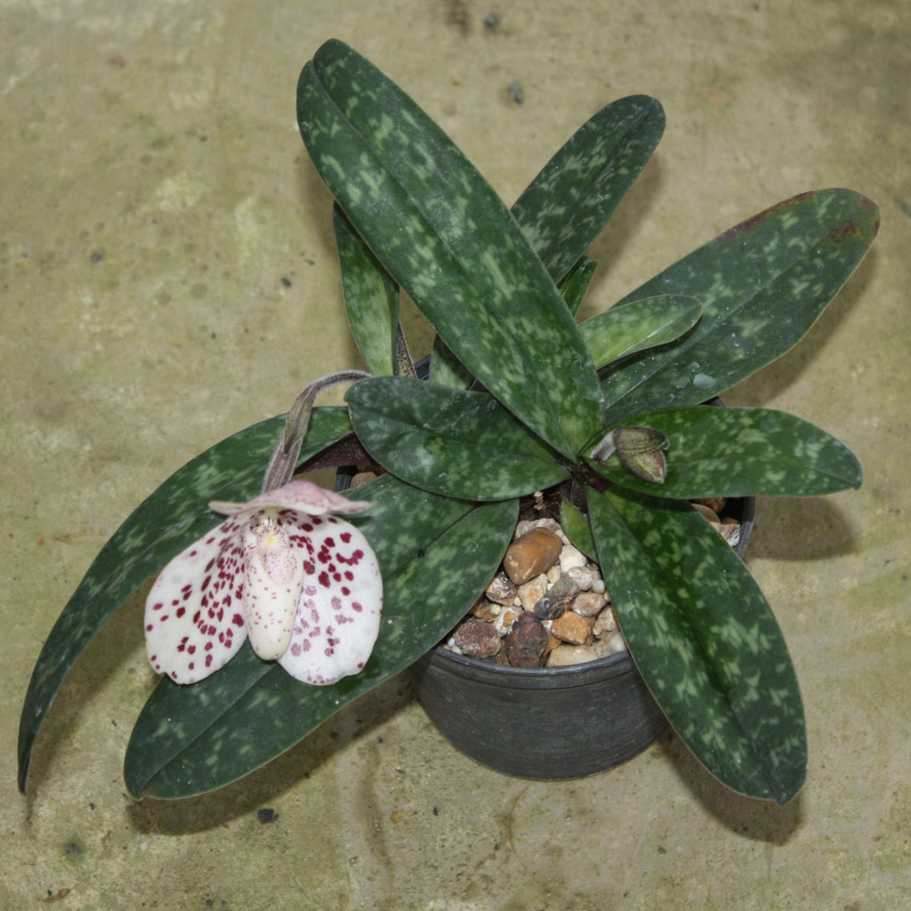 Paphiopedilum bellatulum (Pink)