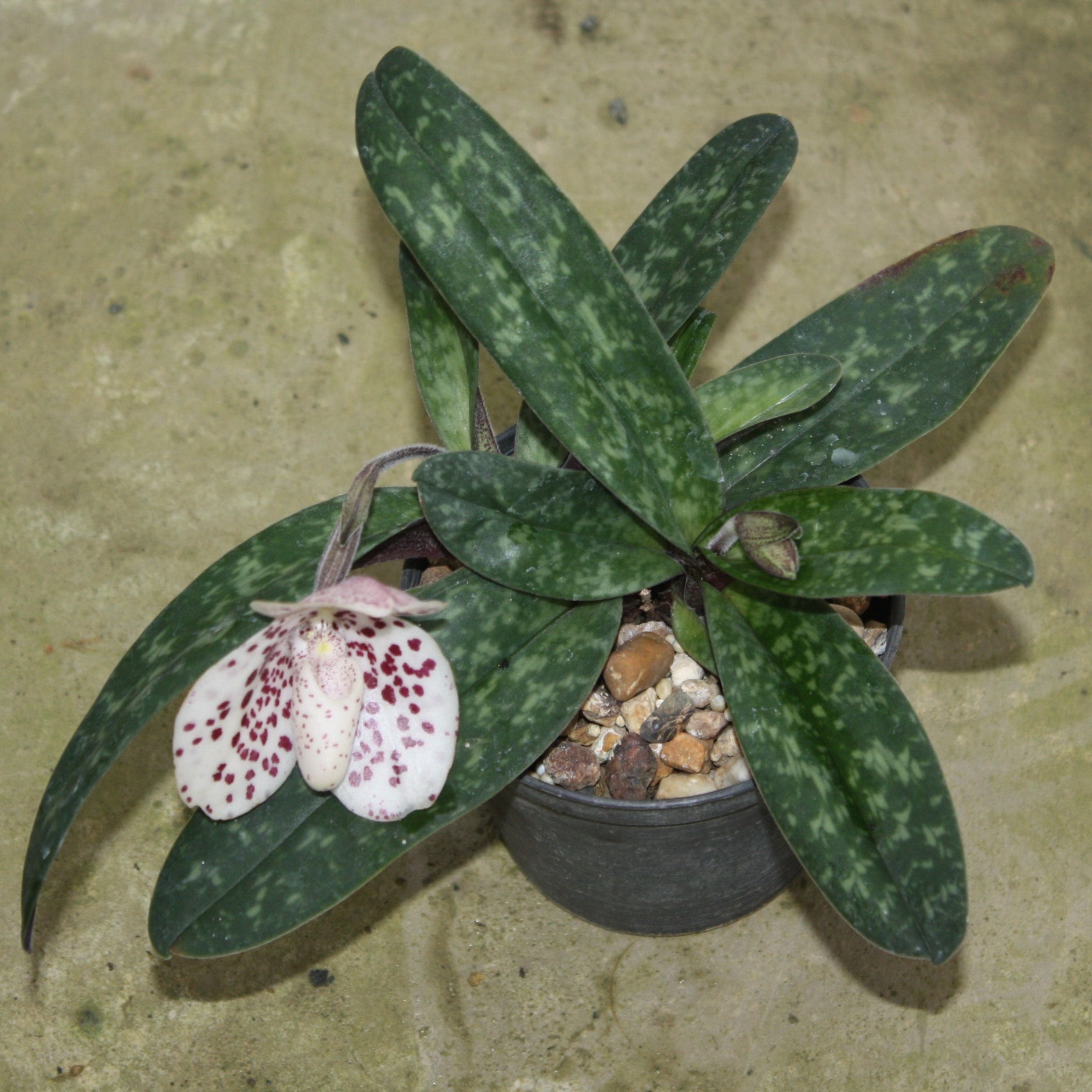 Paphiopedilum bellatulum (Pink)