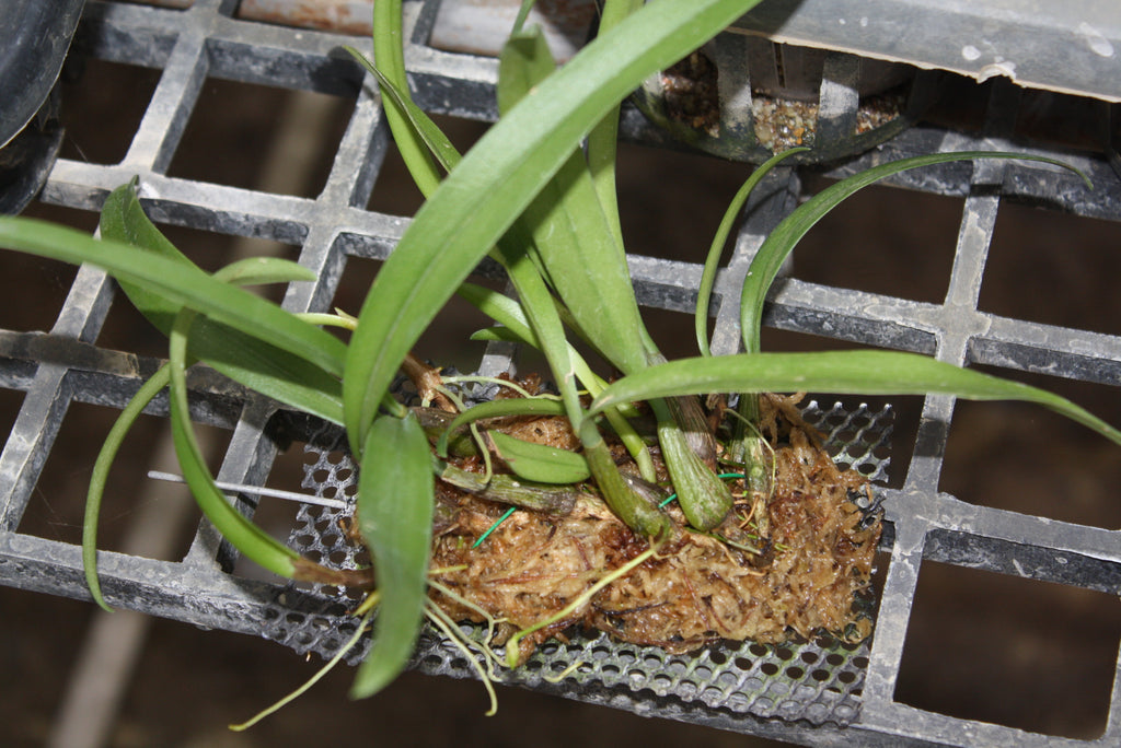 Bulbophyllum laxiflorum