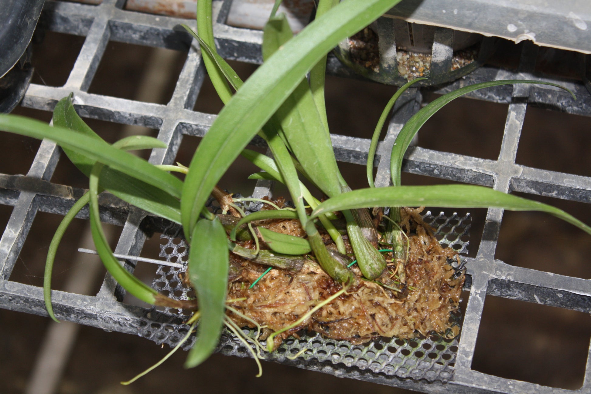 Bulbophyllum laxiflorum