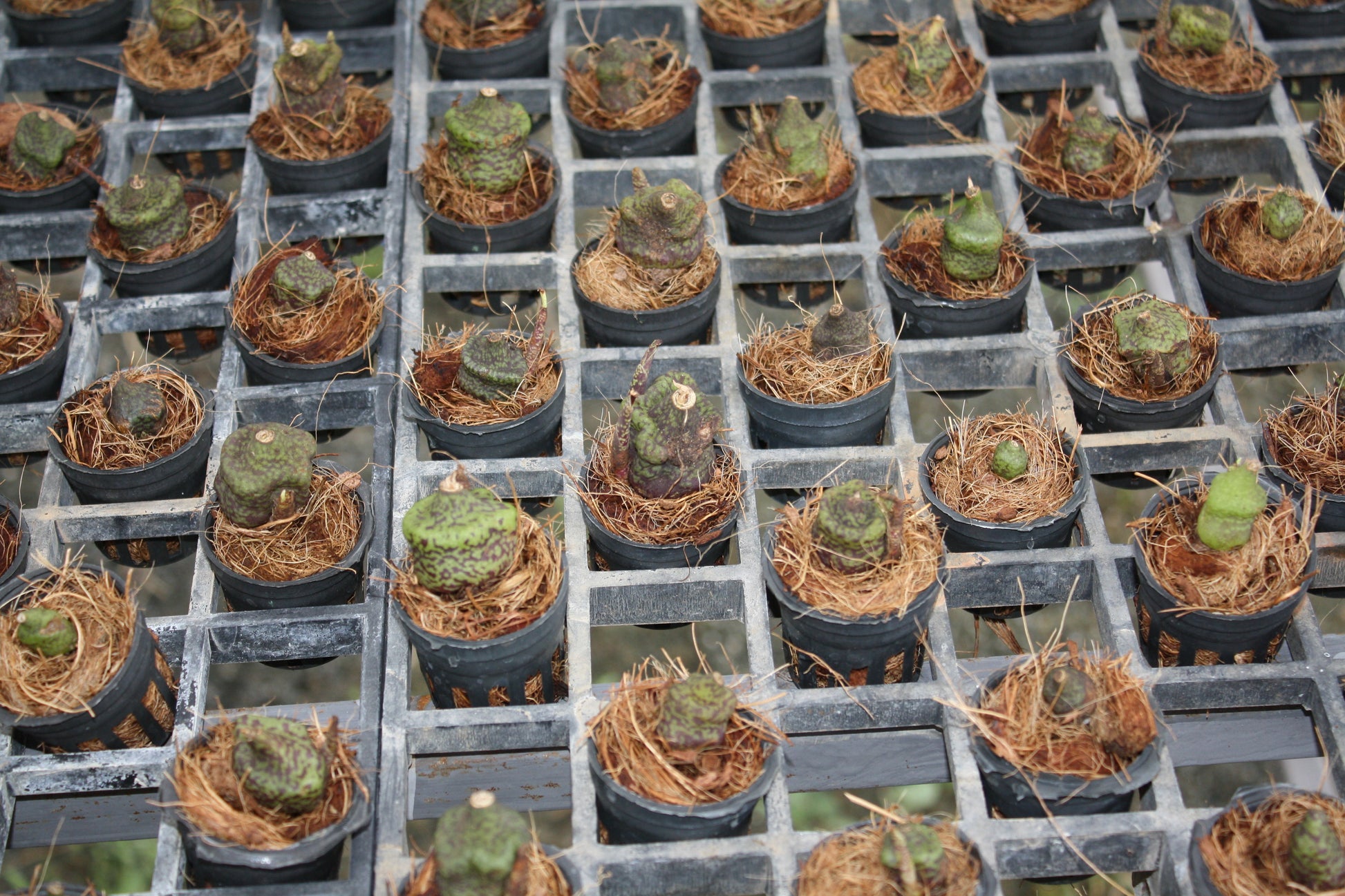 Pleione praecox