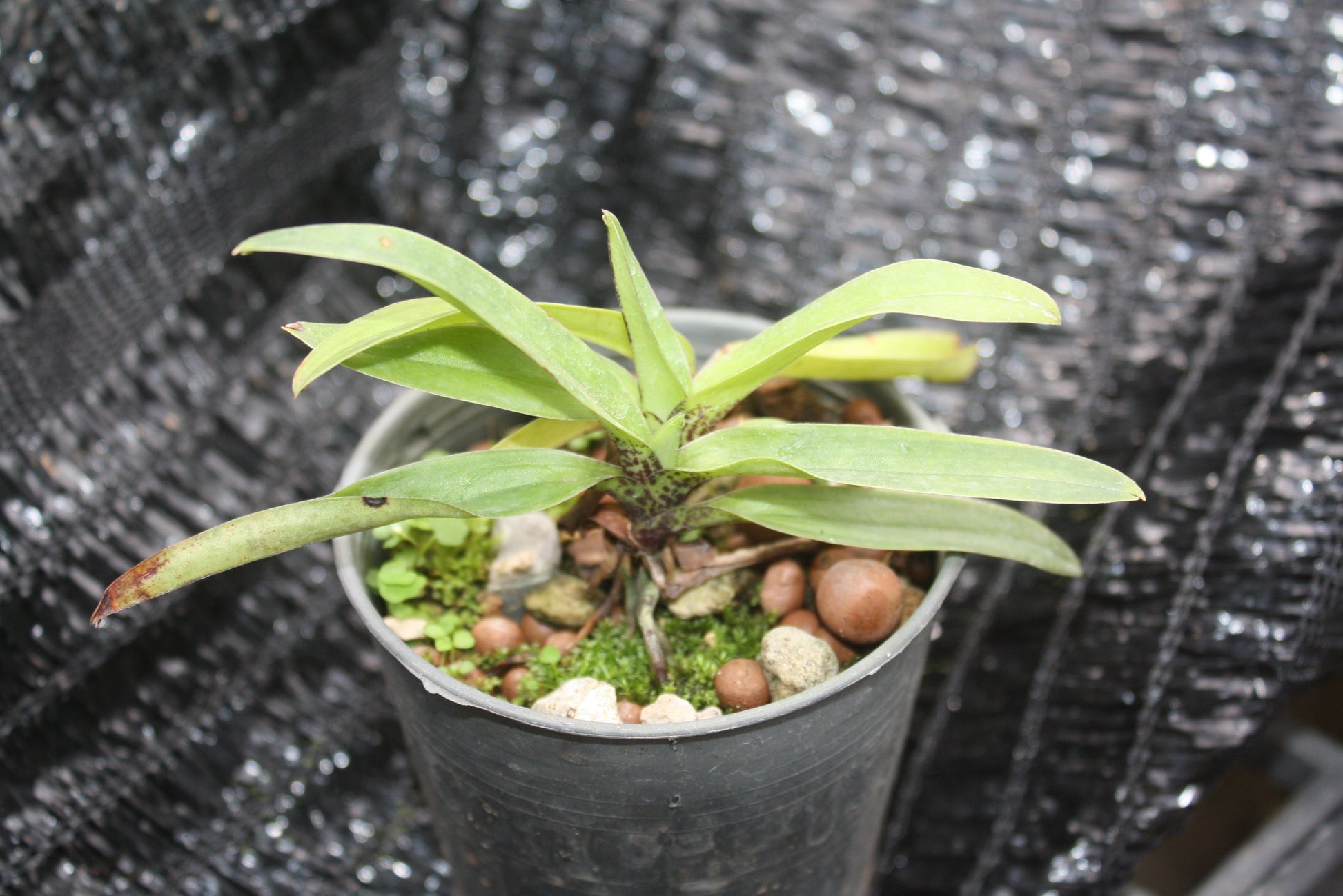 Paphiopedilum charlesworthii - PotPlantPetal