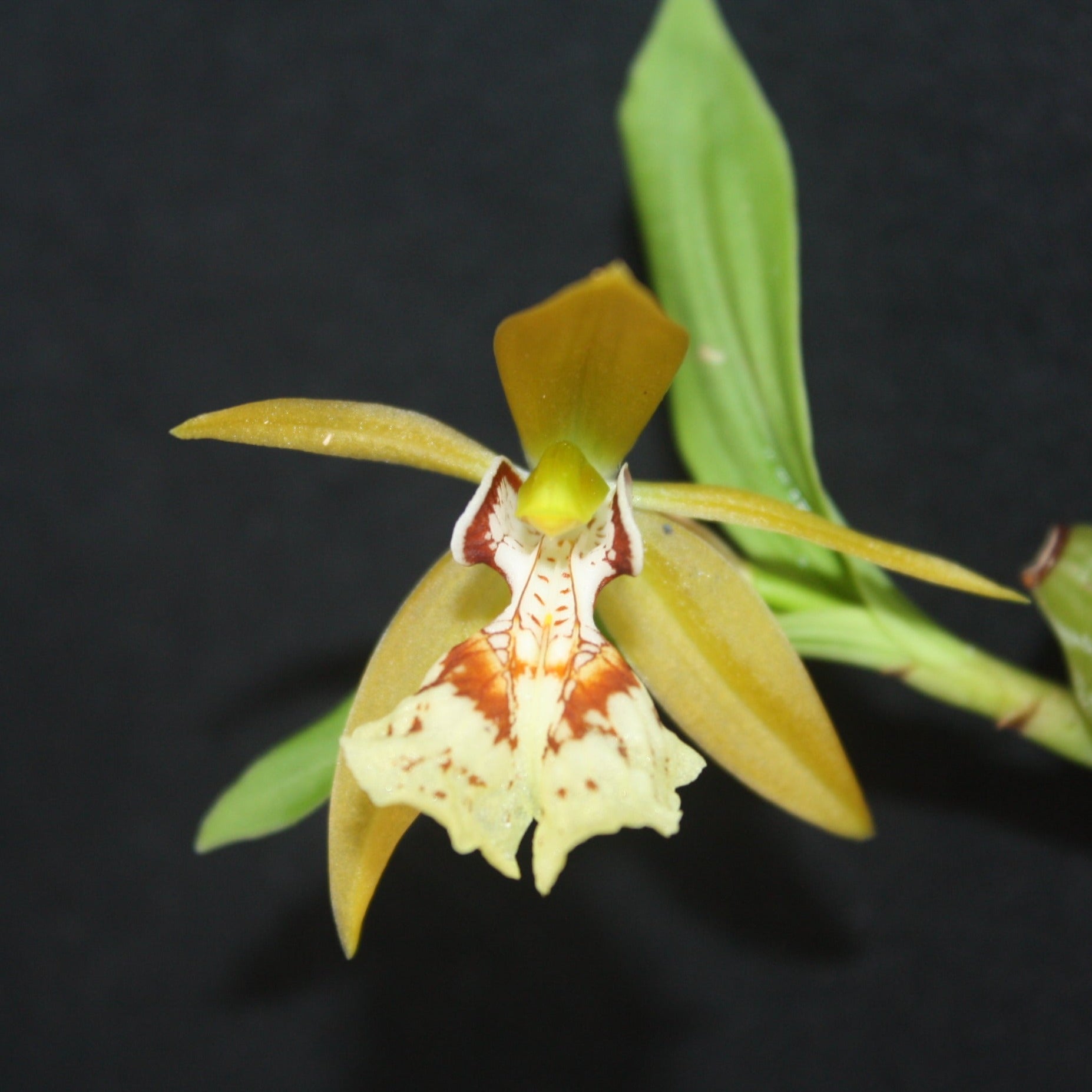 Coelogyne schilleriana - PotPlantPetal
