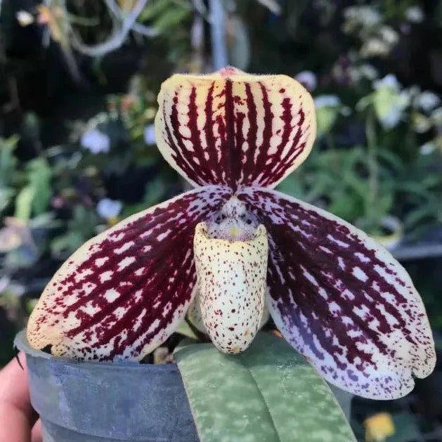 Paphiopedilum myanmaricum - PotPlantPetal