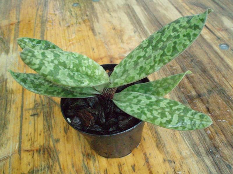 Paphiopedilum wardii - PotPlantPetal