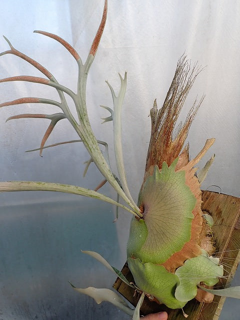 Platycerium veitchii ‘Lemoinei’
