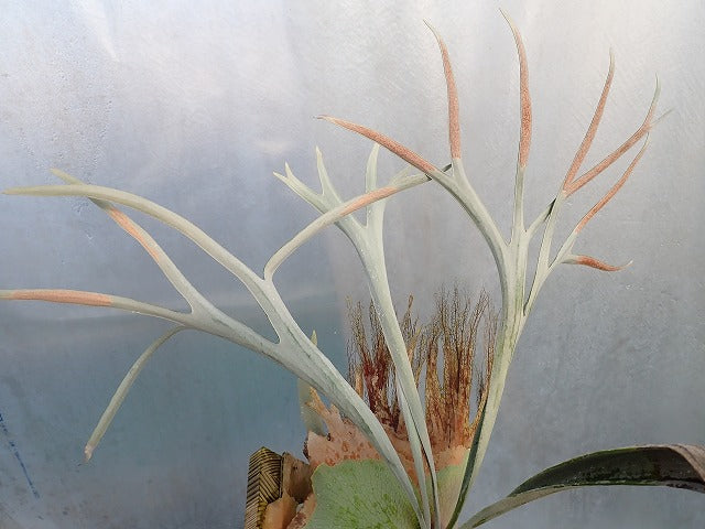 Platycerium veitchii ‘Lemoinei’