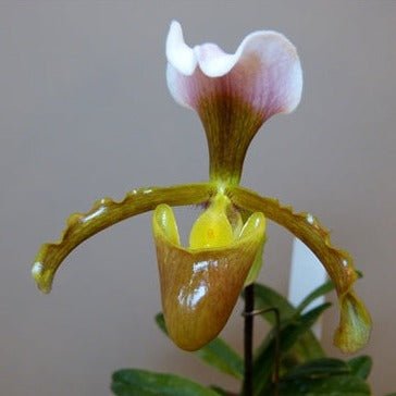Paphiopedilum vejvarutianum - PotPlantPetal