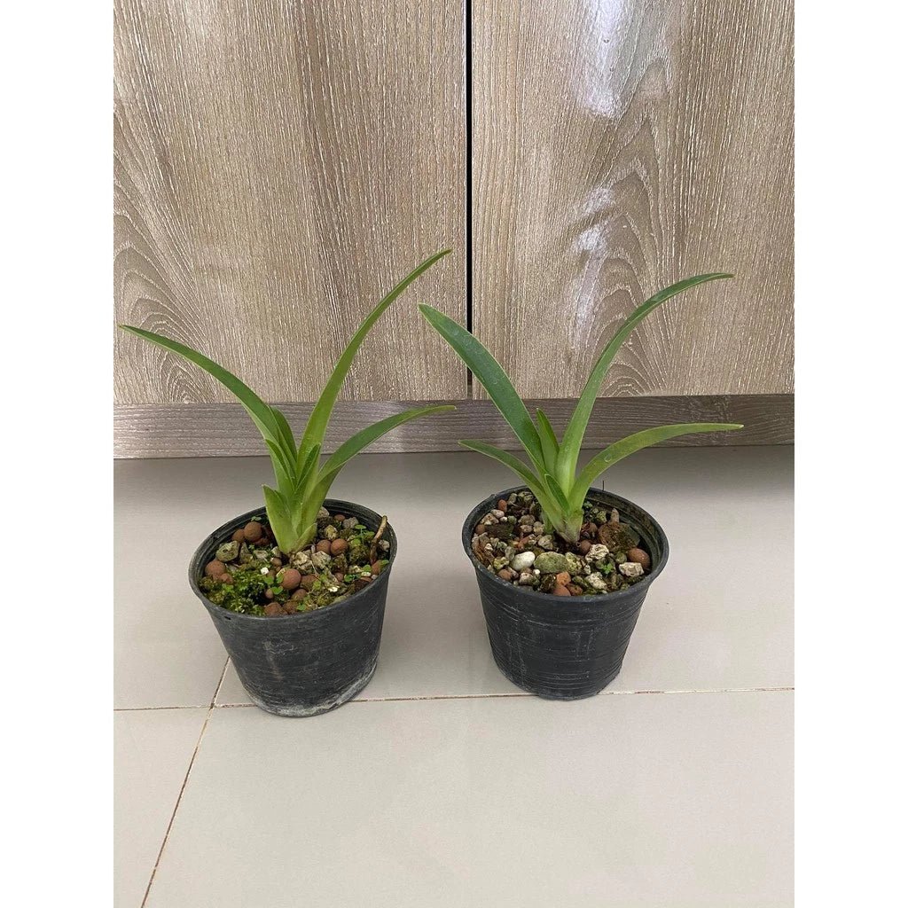 Paphiopedilum tigrinum - PotPlantPetal