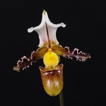 Paphiopedilum tranlienianum - PotPlantPetal