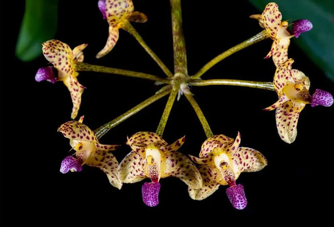 Bulbophyllum violaceolabellum