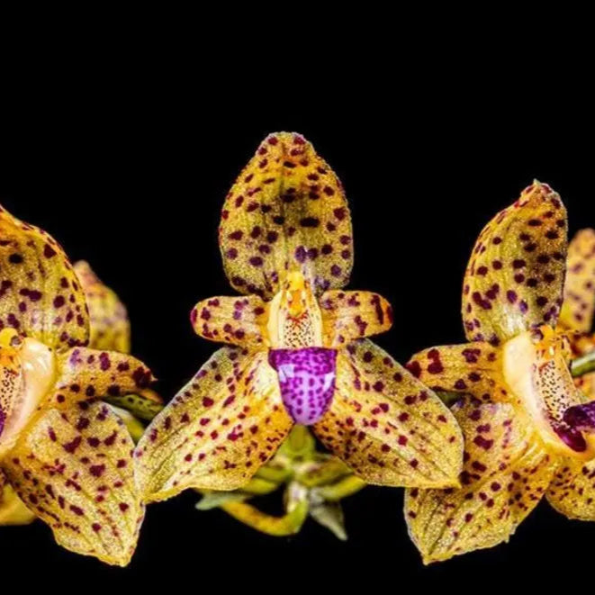 Bulbophyllum violaceolabellum
