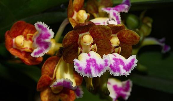 Vanda flabellata or Aerides flabellata 1 Plant orchid for home and garden