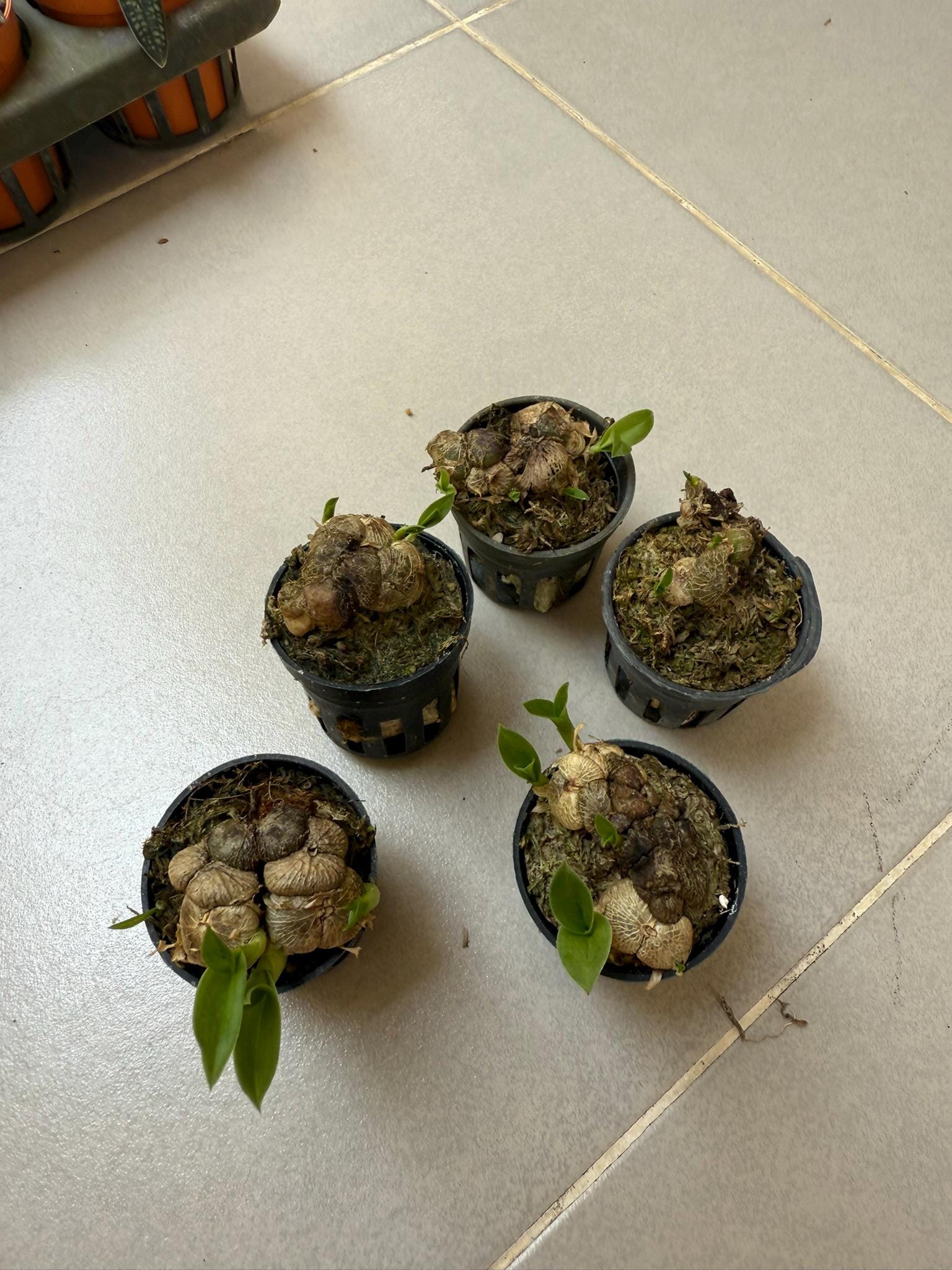 Miniature Porpax thaithongiae Orchid: Rare Thai Terrarium Orchid Bulbophyllum