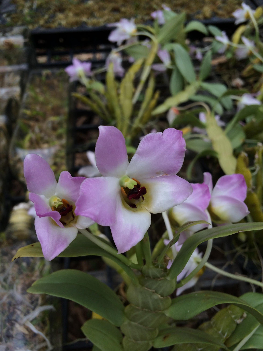 Dendrobium trantuanii