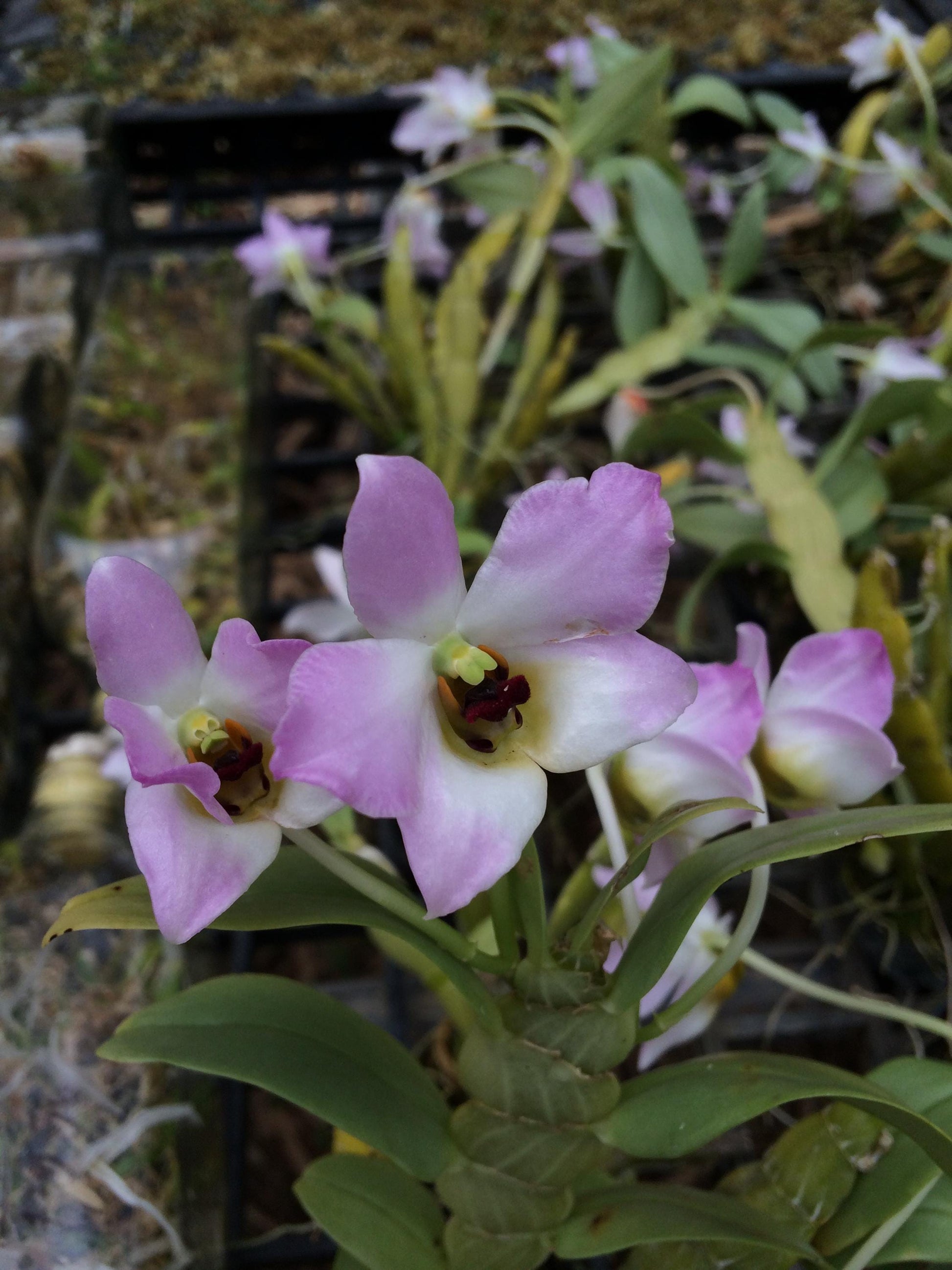 Dendrobium trantuanii