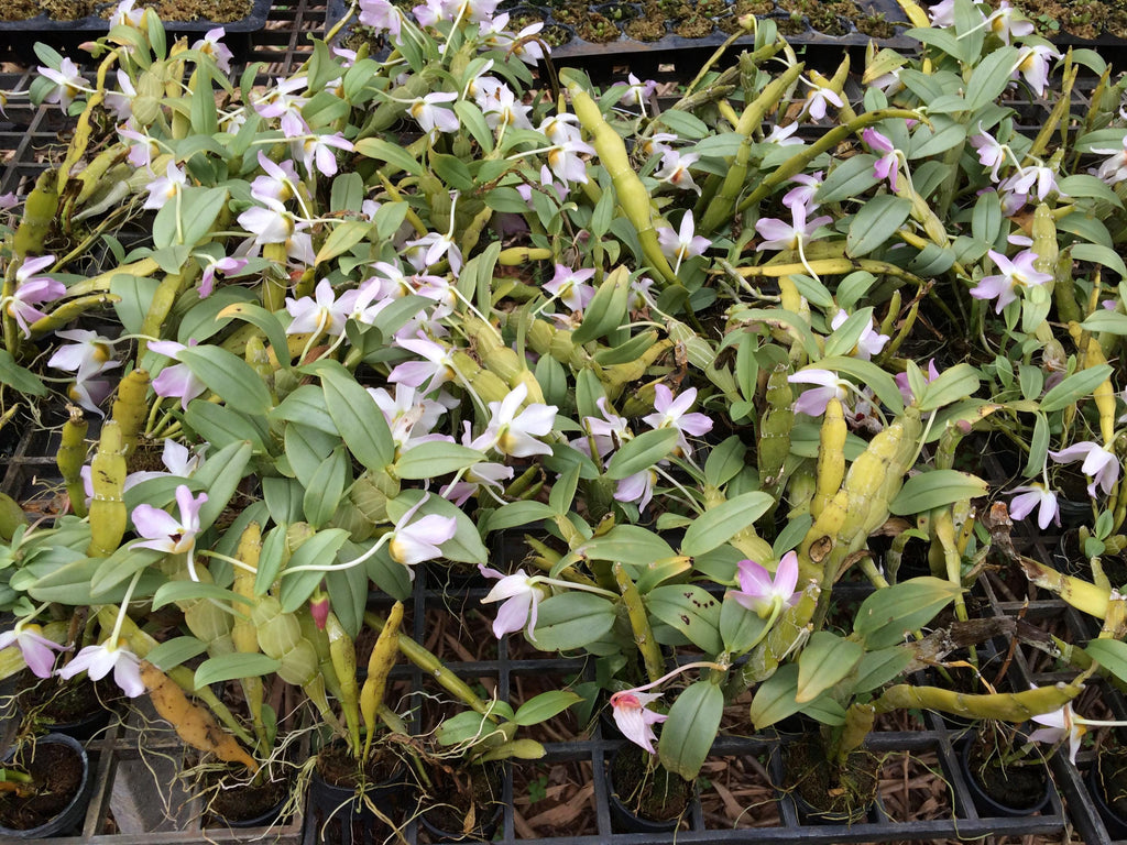 Dendrobium trantuanii