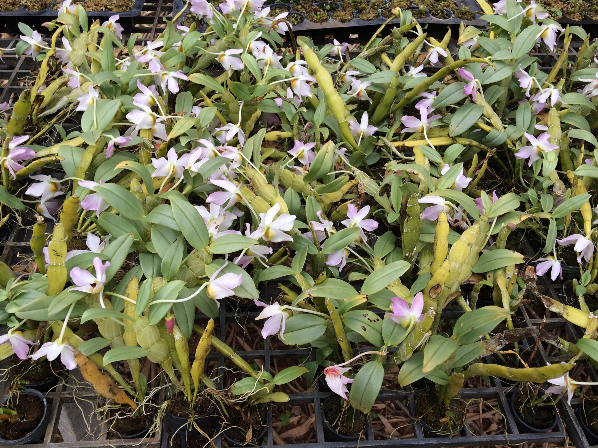 Dendrobium trantuanii