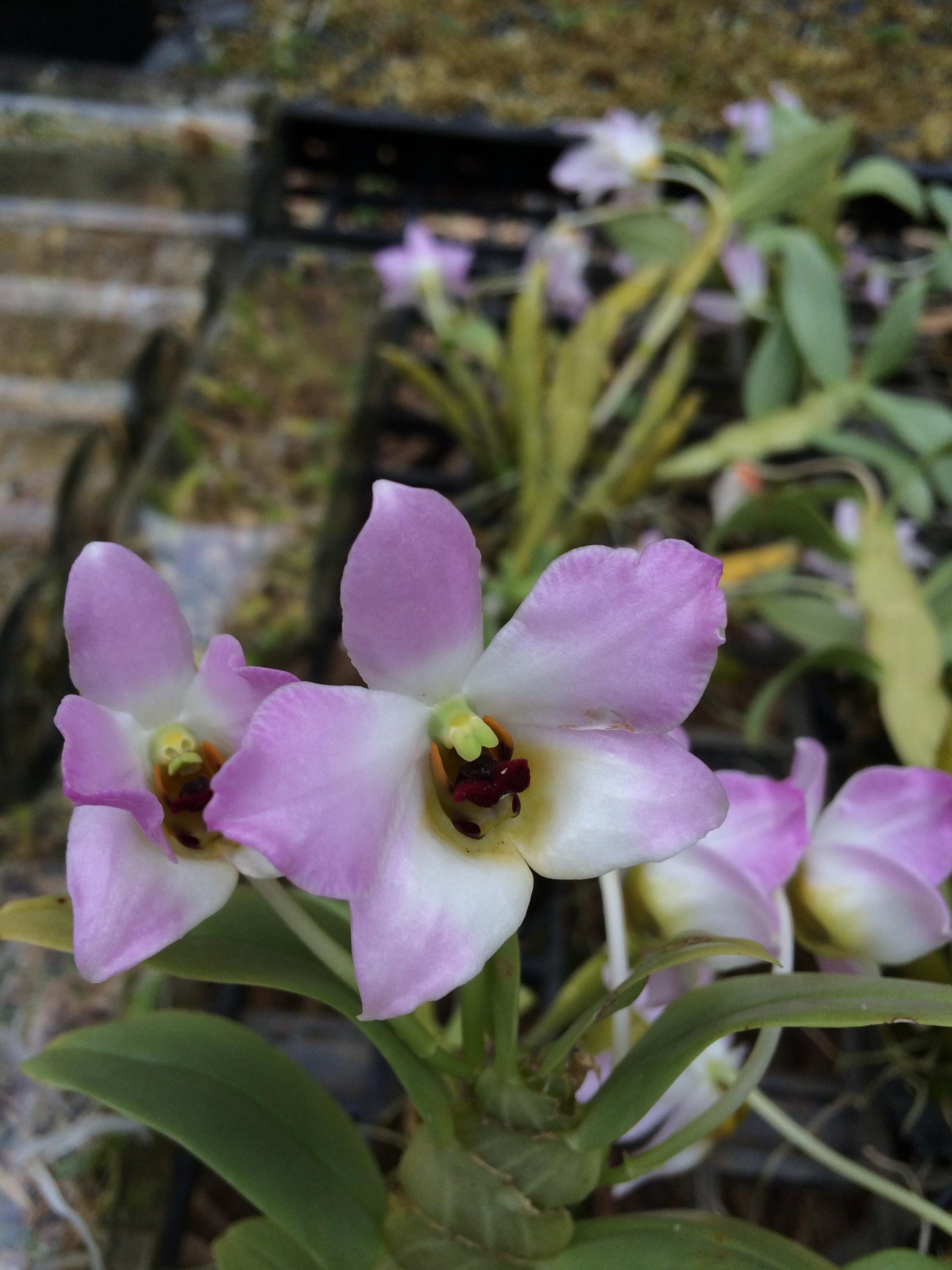 Dendrobium trantuanii