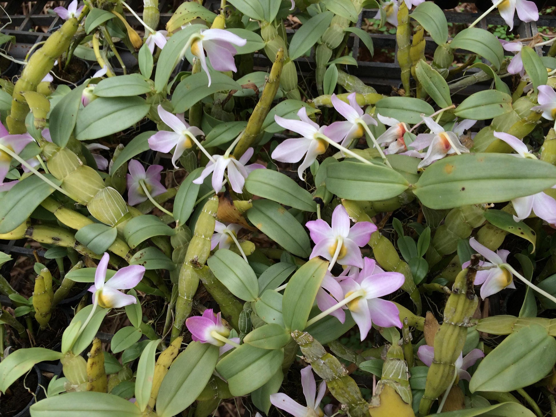 Dendrobium trantuanii