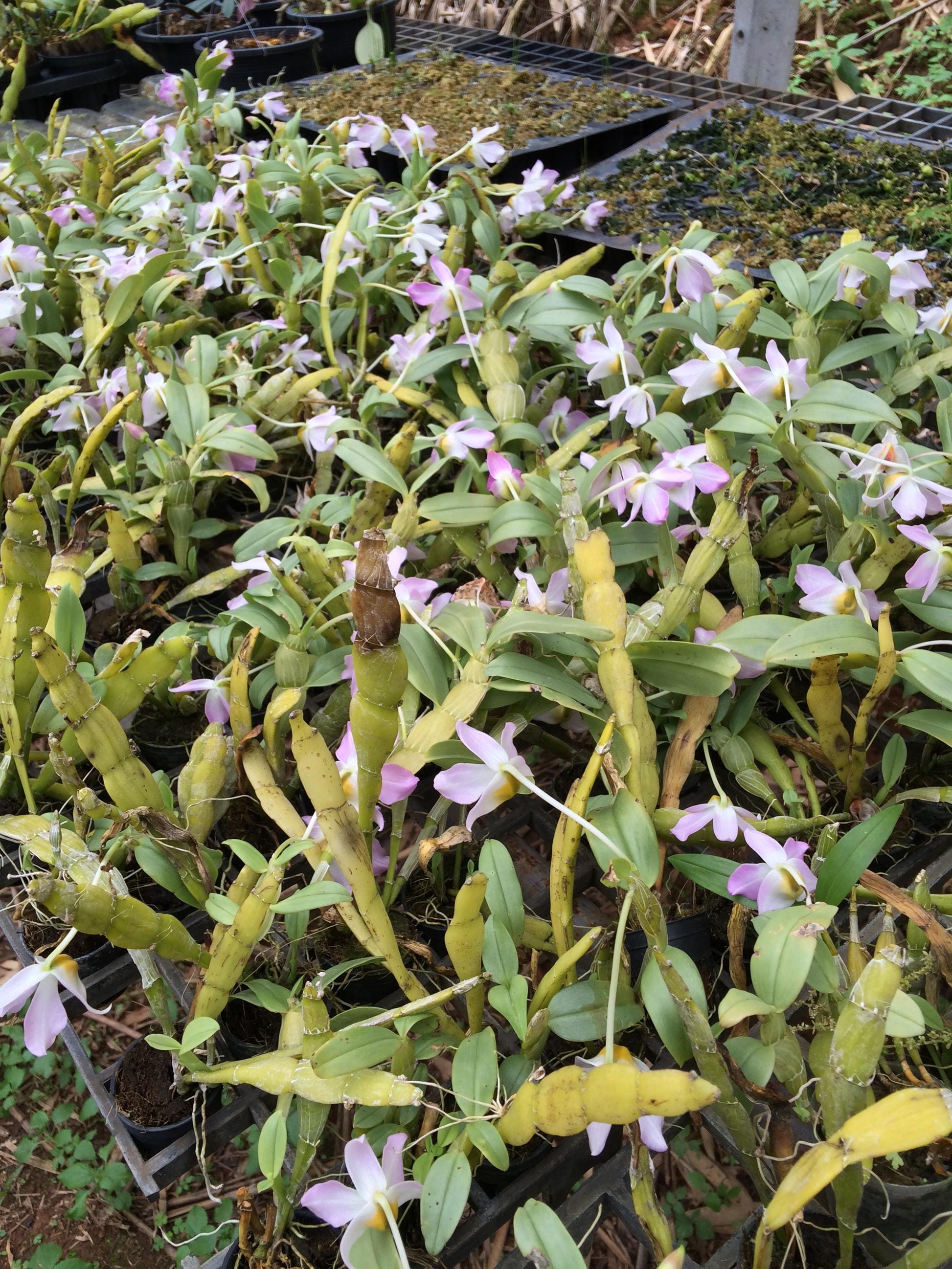 Dendrobium trantuanii