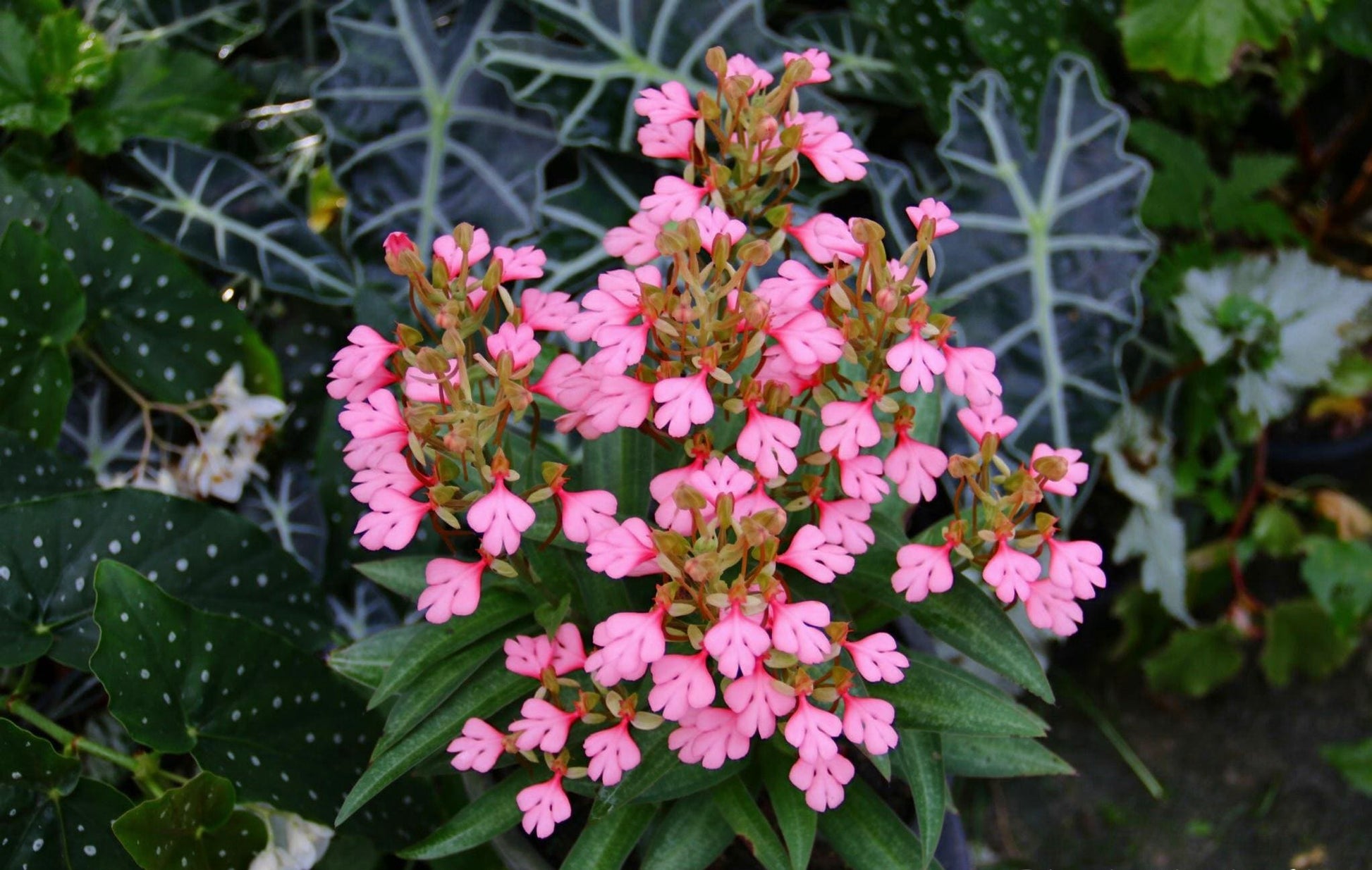 Habenaria rhodocheila (pink) 1 plant ,start plant orchid for home garden