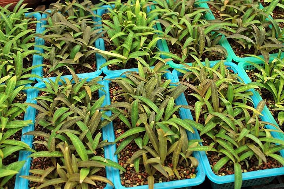 Habenaria rhodocheila (pink) 1 plant ,start plant orchid for home garden