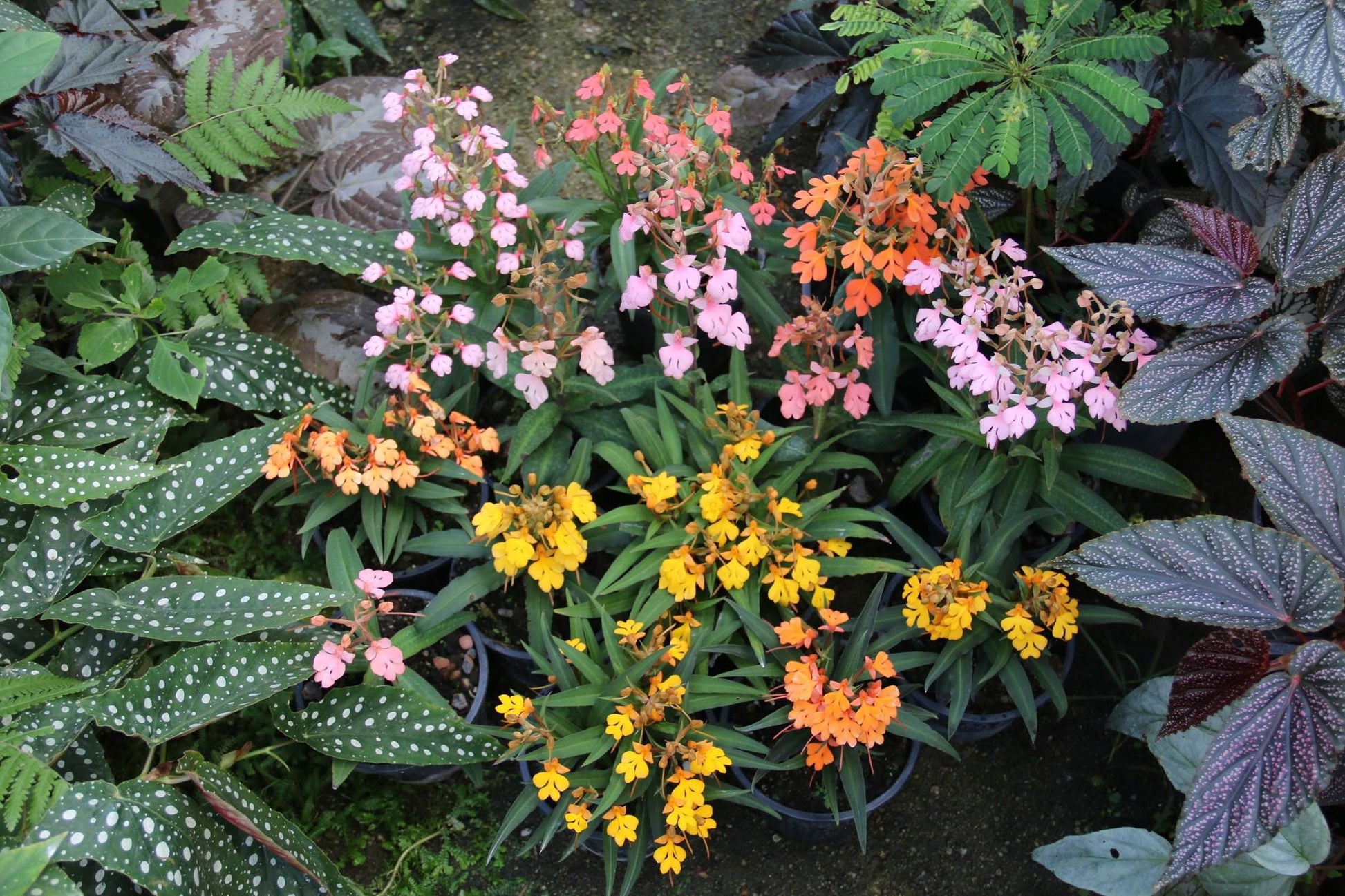 Habenaria rhodocheila 1 plant/tuber store choice ,will select for you by random color