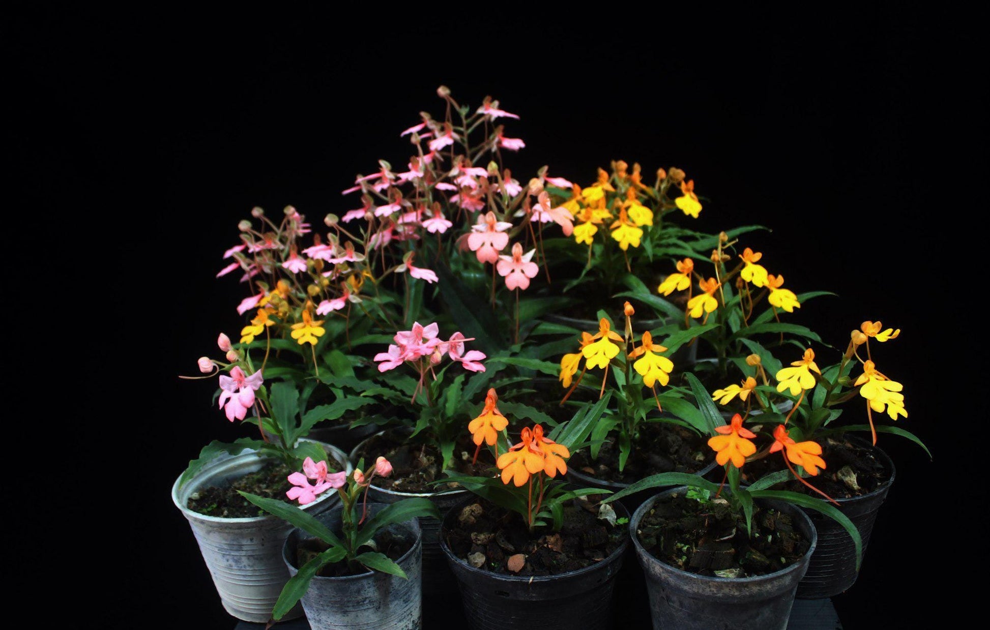 Habenaria rhodocheila 1 plant/tuber store choice ,will select for you by random color