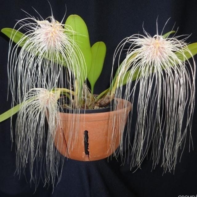 Bulbophyllum medusae - PotPlantPetal Co.