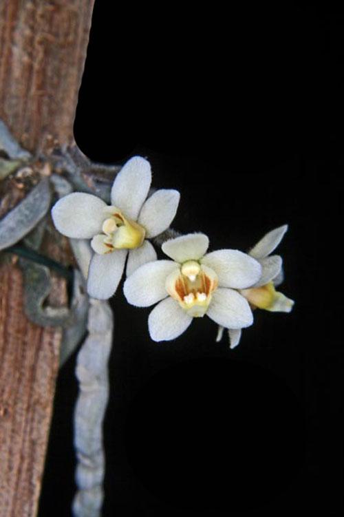 Chiloschista exuperei