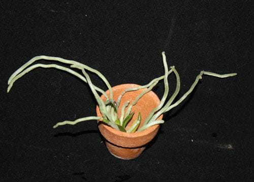 Chiloschista exuperei