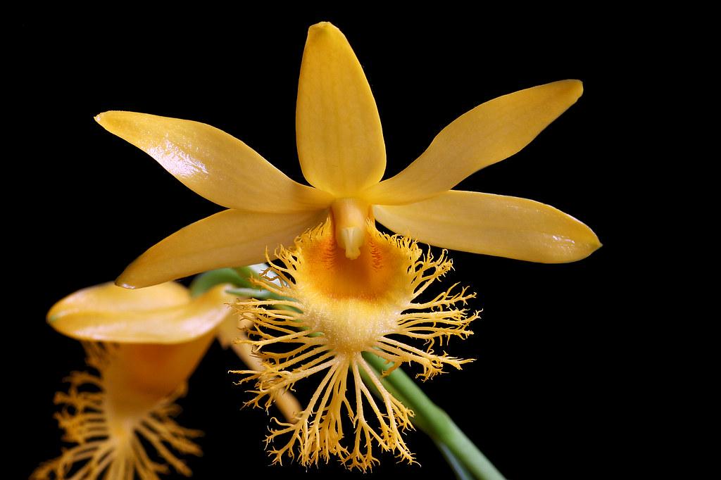 Dendrobium brymerianum