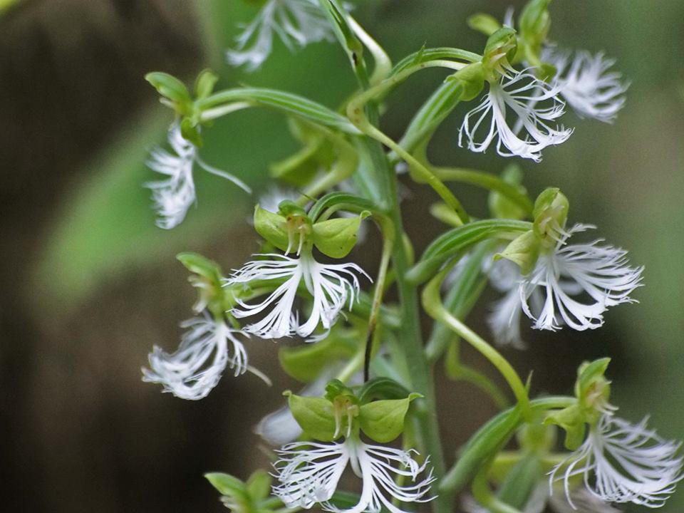 Habenaria medioflexa