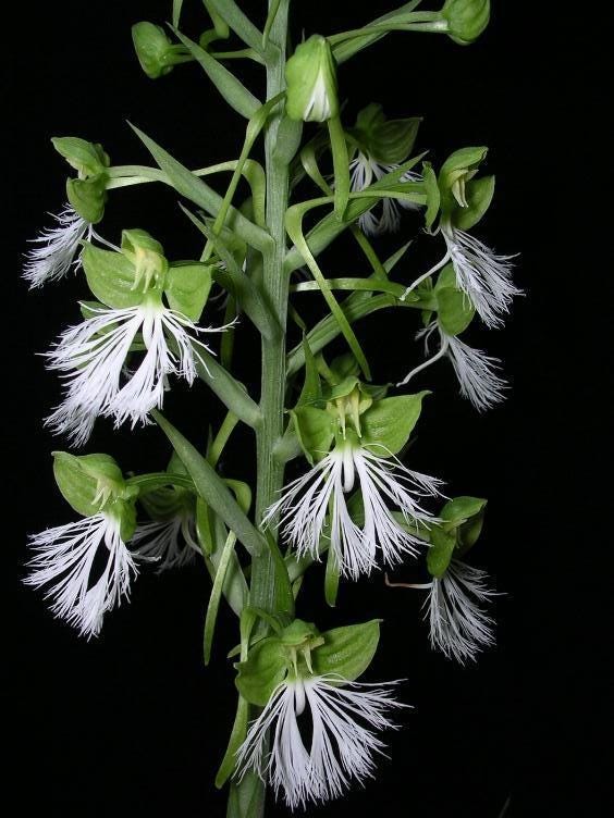 Habenaria medioflexa