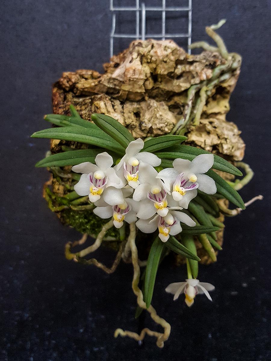Pteroceras semiteretifolium Orchid Plant: Home Decor Collection Vanda