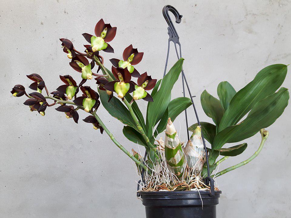 Catasetum tenebrosum 1 plant orchid for home and garden collection , decorate house