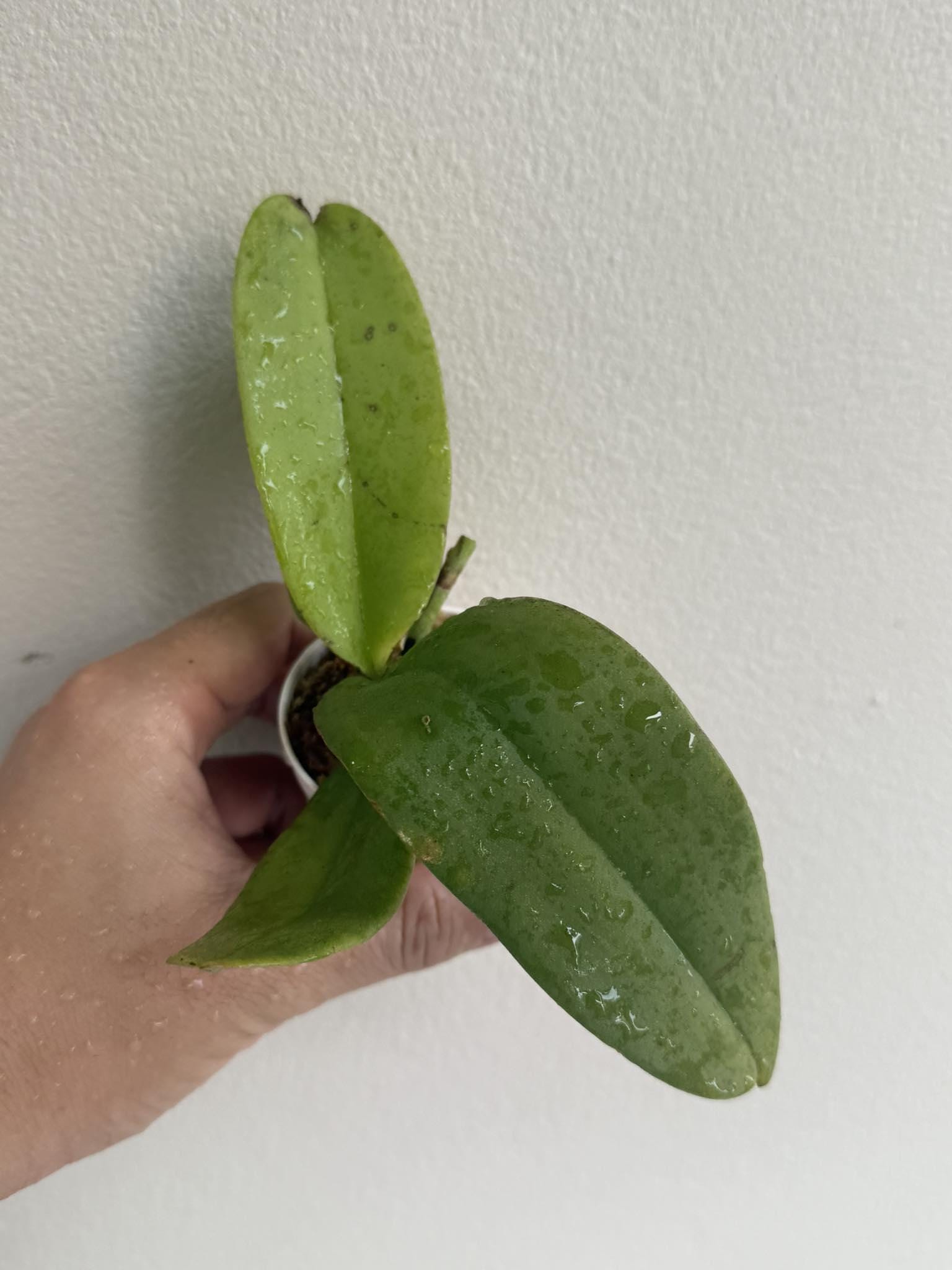 Orchid Vandopsis marriottiana 1 Plant orchid for home and garden,fragrant Phalaenopsis